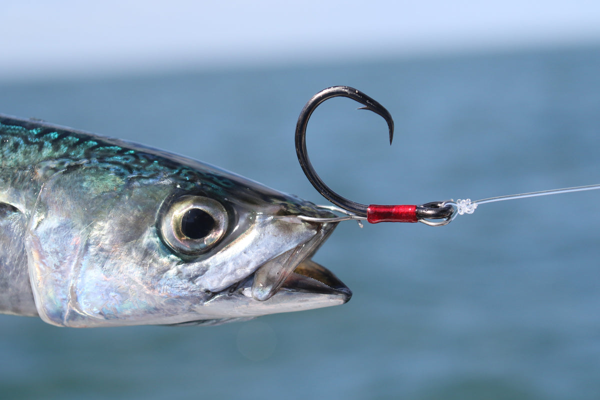 KONAN LIVE BAIT RIG (J-HOOK)