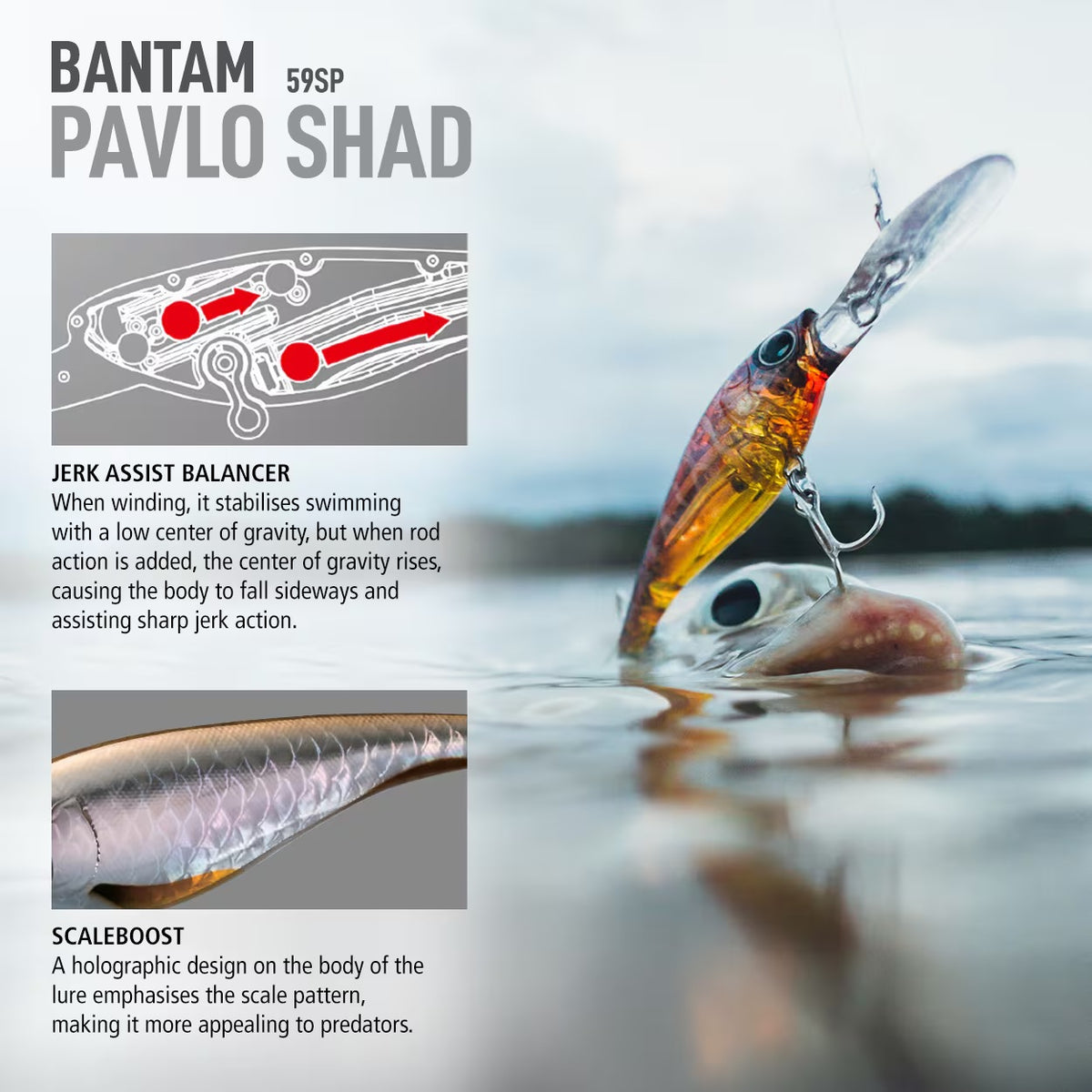 SHIMANO BANTAM PAVLO SHAD 59SP - COLOUR: 004 SHRIMP