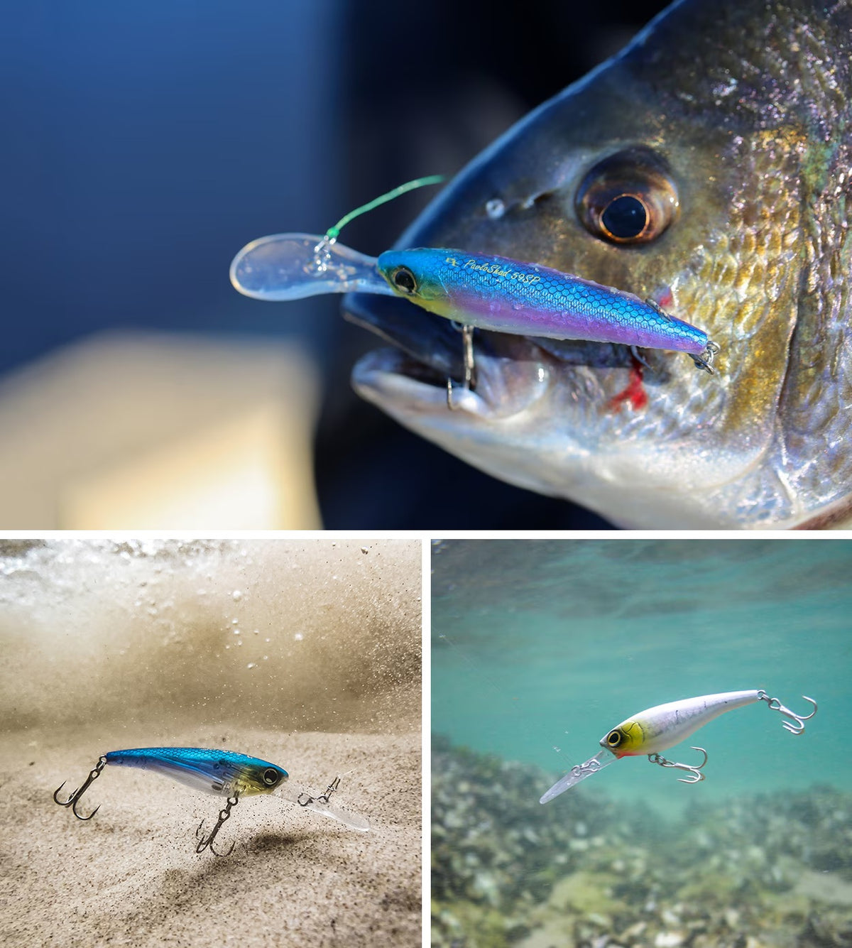 SHIMANO BANTAM PAVLO SHAD 59SP - COLOUR: 004 SHRIMP