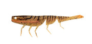 DAIWA BAIT JUNKIE PRAWN 4 INCH - COLOUR: 90 PUMPKIN SPICE