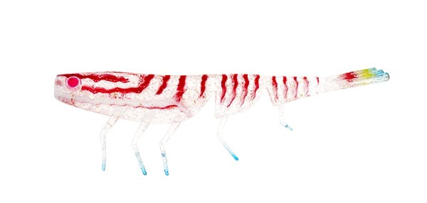 DAIWA BAIT JUNKIE PRAWN 4 INCH - COLOUR: 93 RAINBOW SMASH